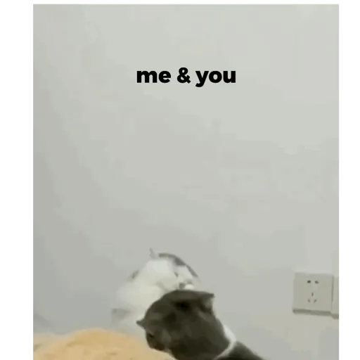 Meow 11