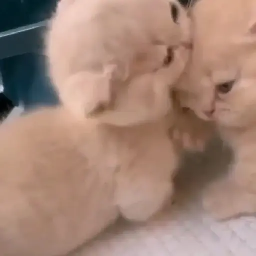 Meow 6