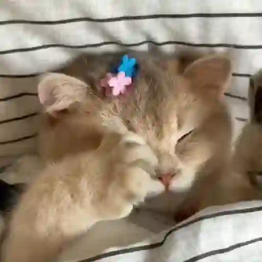 Meow 8