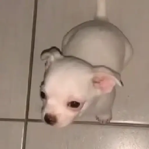 Com  Amor,  pet 1