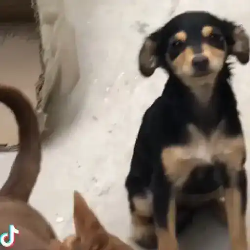 Com  Amor,  pet 3