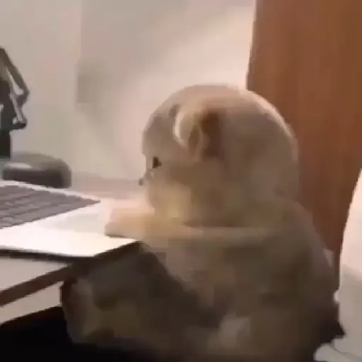 Com  Amor,  pet 4
