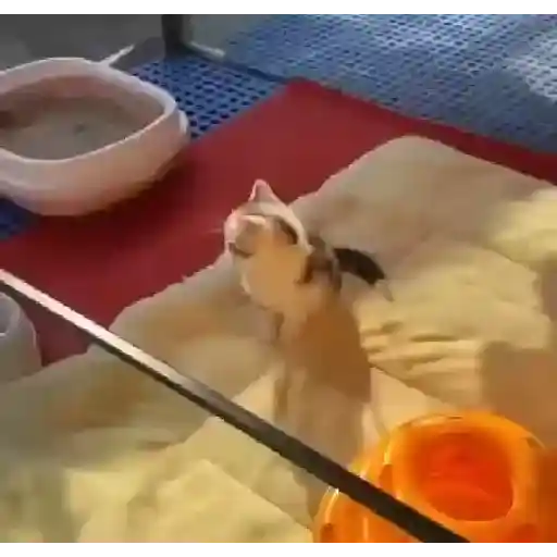 Com  Amor,  pet 9