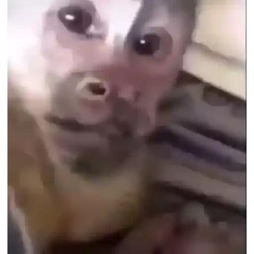 Macacos foda @aliciolz 30