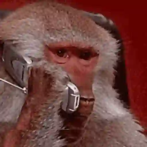Macacos foda @aliciolz 2