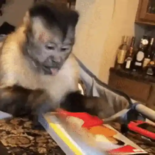 Macacos foda @aliciolz 7