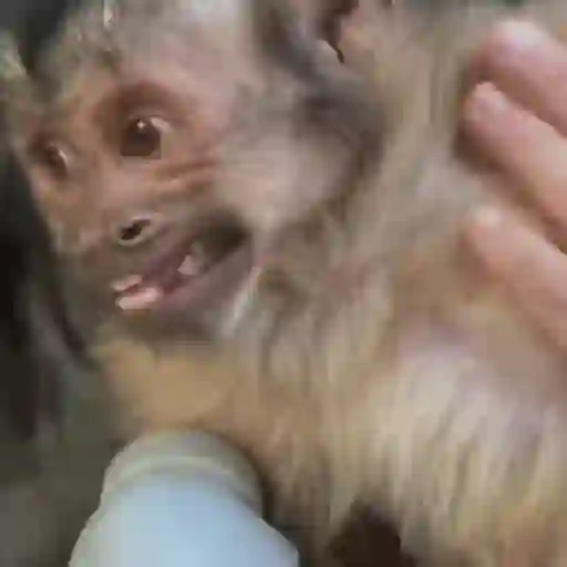 Macacos foda @aliciolz 16