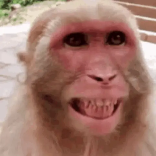 Macacos foda @aliciolz 1
