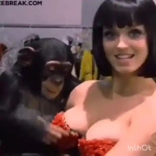 Macacos foda @aliciolz 25
