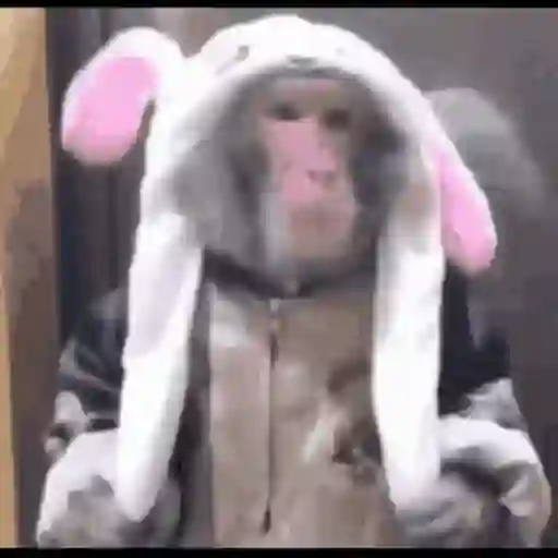 Macacos foda @aliciolz 11