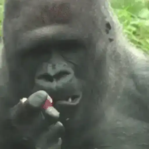 Macacos foda @aliciolz 8