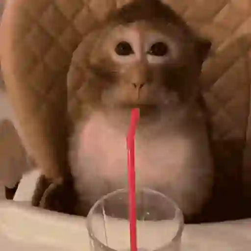 Macacos foda @aliciolz 5