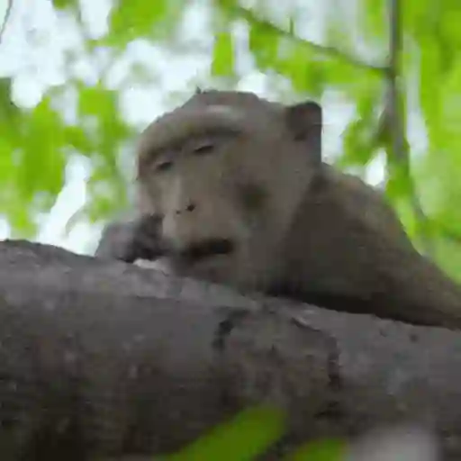 Macacos foda @aliciolz 9