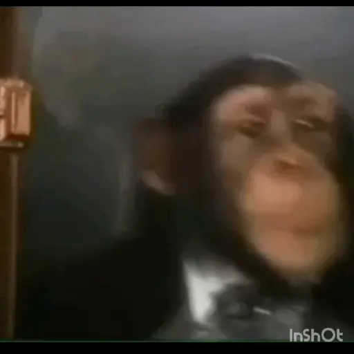 Macacos foda @aliciolz 20