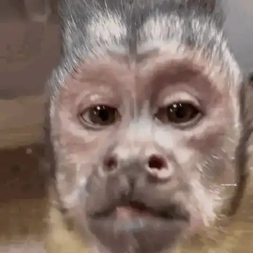 Macacos foda @aliciolz 17
