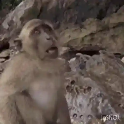 Macacos foda @aliciolz 23