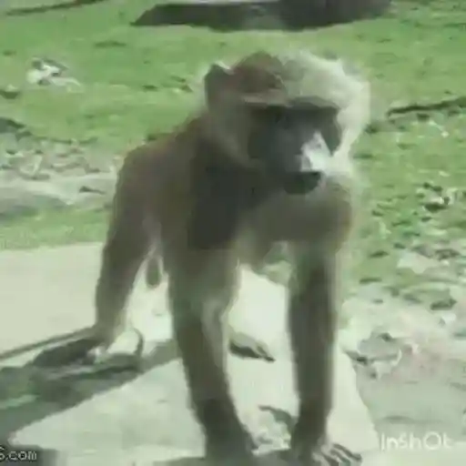 Macacos foda @aliciolz 19