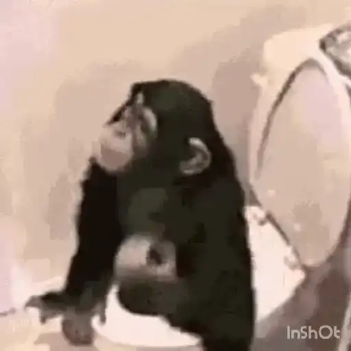 Macacos foda @aliciolz 26