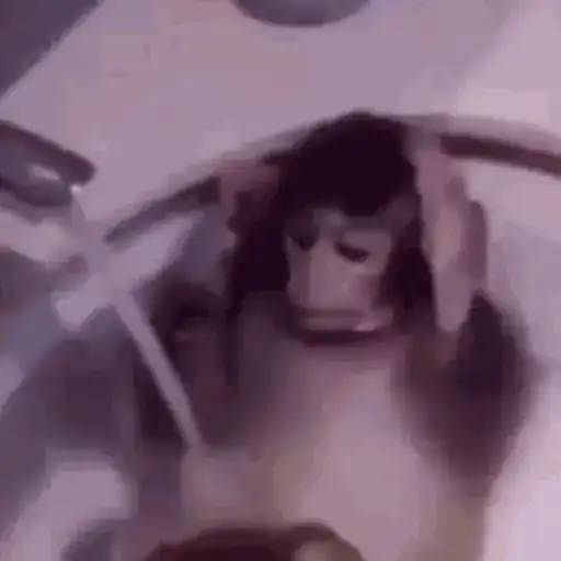 Macacos foda @aliciolz 6