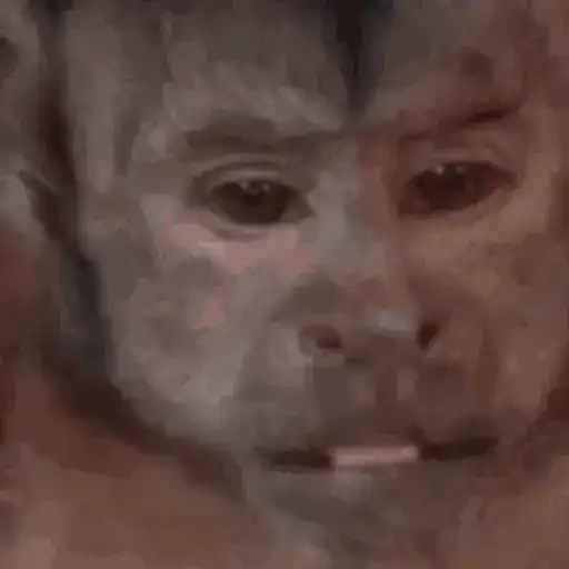 Macacos foda @aliciolz 27