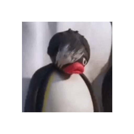 Pingu 🐧 14