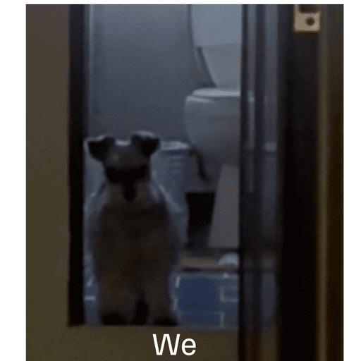 Hamsters  10