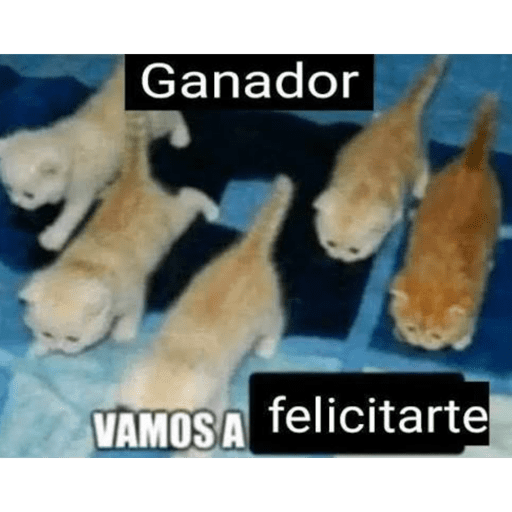 Hamsters  14