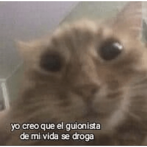 Memes 3
