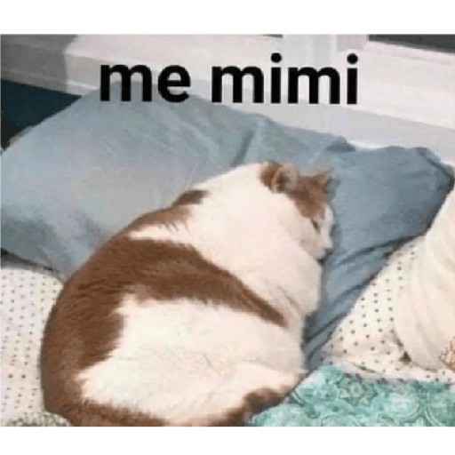 Memes 18