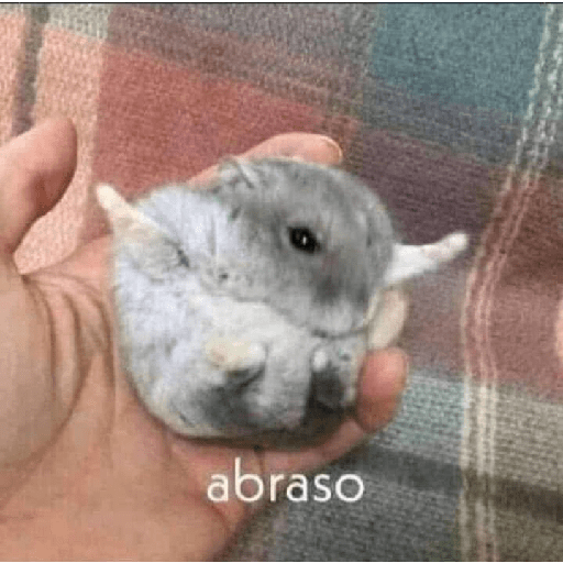 Memes 6