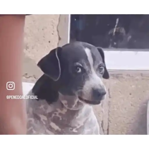 Gif 8