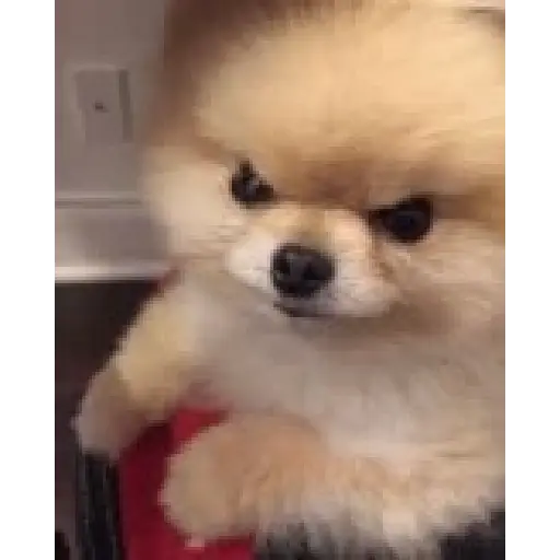 Gif 1