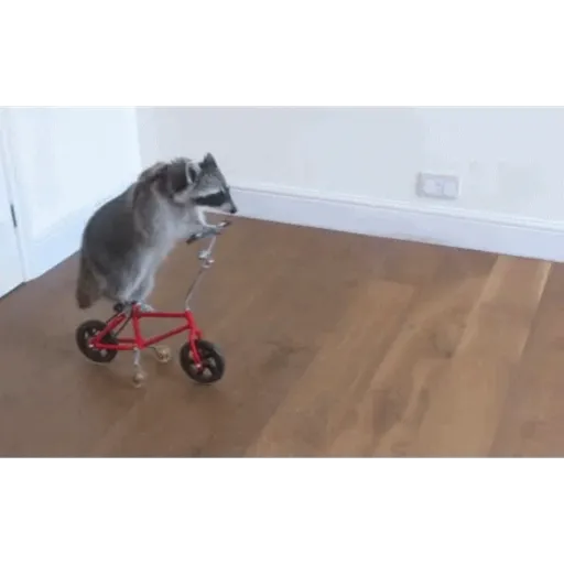 Gif 4