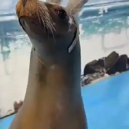 Marinos 5