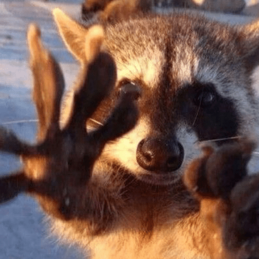 Guaxinim Fofo Reações 🦝 10