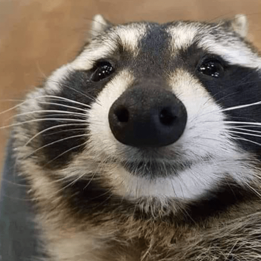 Guaxinim Fofo Reações 🦝 13
