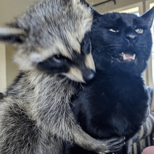 Guaxinim Fofo Reações 🦝 9