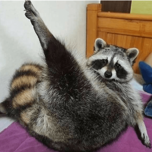 Guaxinim Fofo Reações 🦝 11