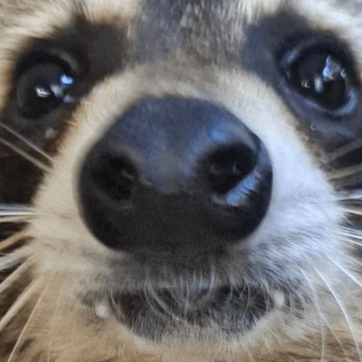 Guaxinim Fofo Reações 🦝 8