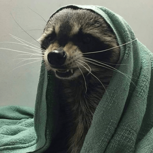 Guaxinim Fofo Reações 🦝 14