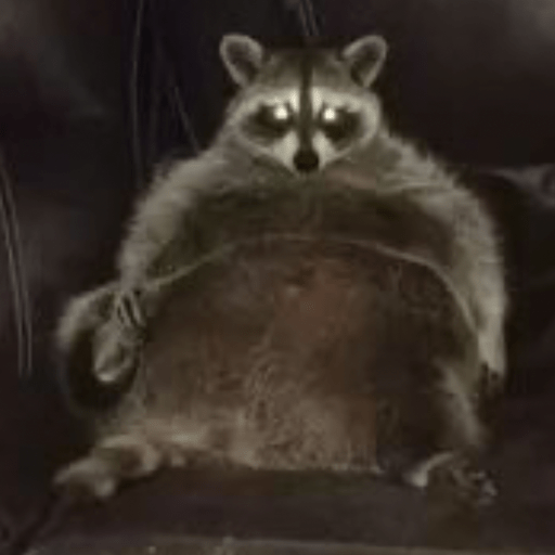 Guaxinim Fofo Reações 🦝 12