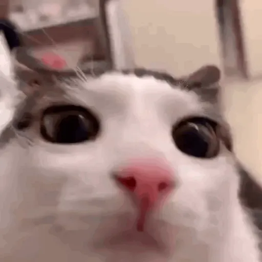 GIFs de Gatos Reações 2 🐱 - WASticker