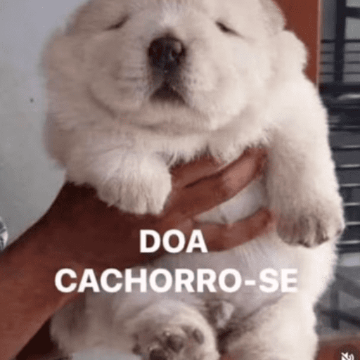 React meio sei lá 10