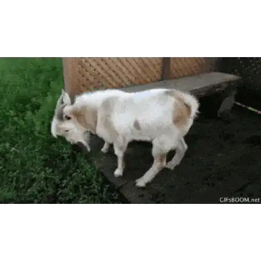 Gifs chivas 2