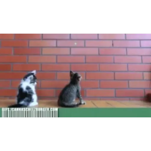 Gifs chivas 21