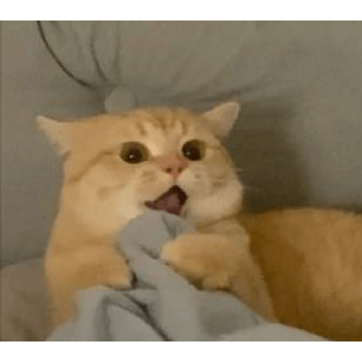 Kucing  13