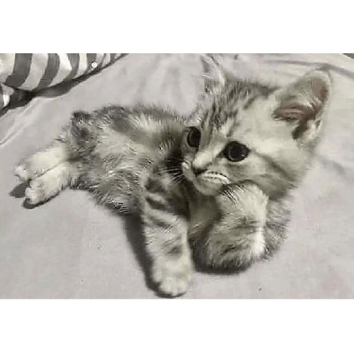 Kucing  2