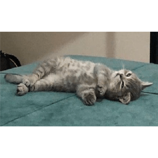 Kucing  3