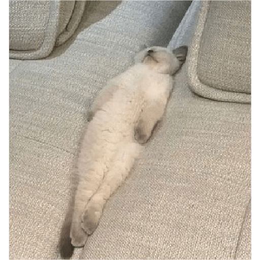 Kucing  4