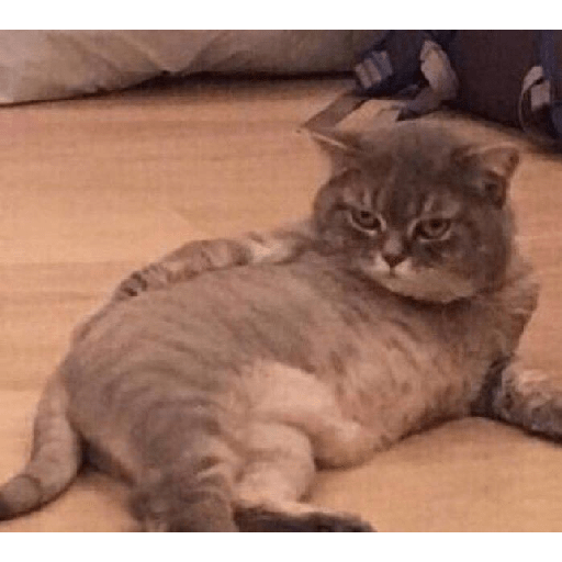 Kucing  5
